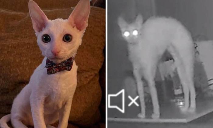 It Was Devil Funny Animal Pics 50 65C0A28510A8B 700