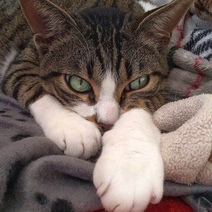 65Eefdcfb21A6 Woman Documents Italian Cat Daily Life