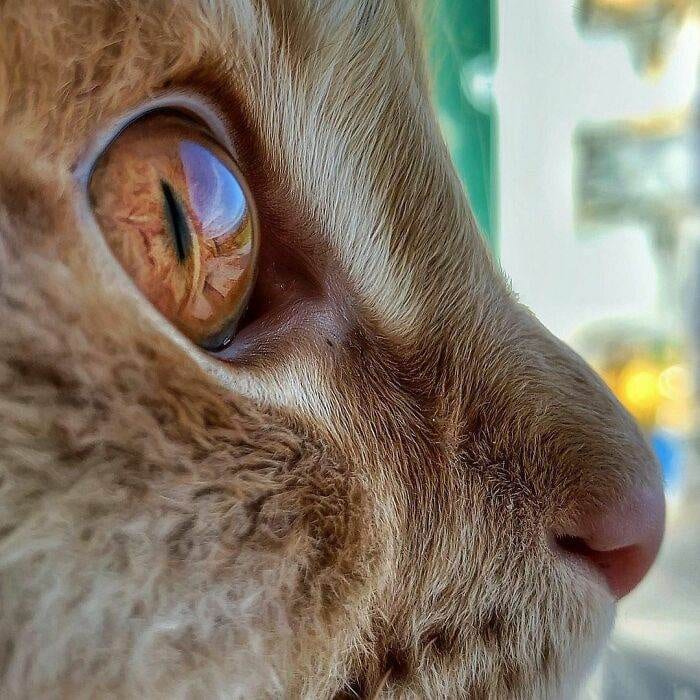 30 Heartwarming Snapshots: A Woman Chronicles Her Cats' Lives