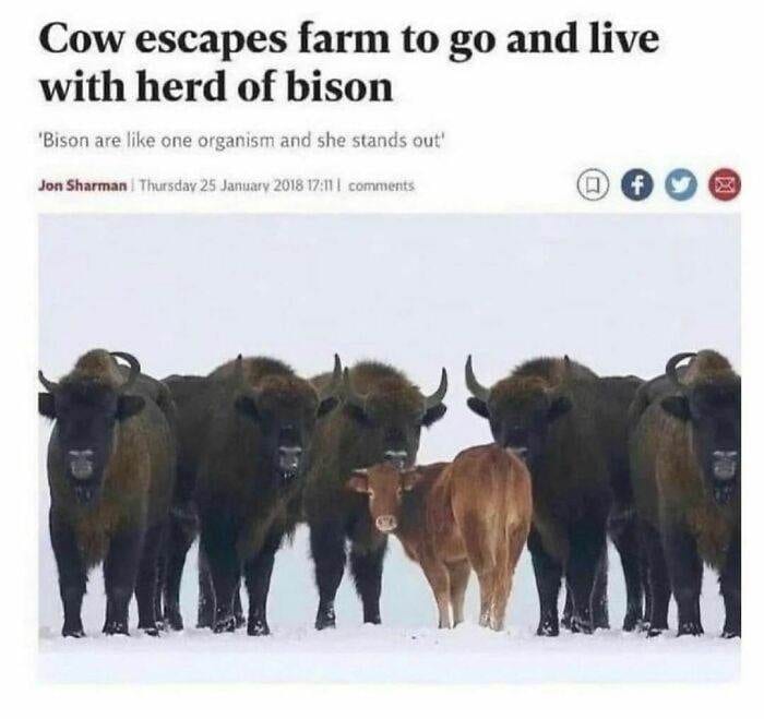 30 Instances When Animals Became The Ideal Meme Template