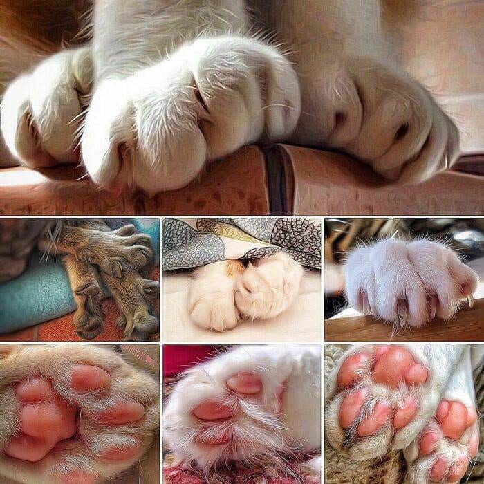 30 Heartwarming Snapshots: A Woman Chronicles Her Cats' Lives