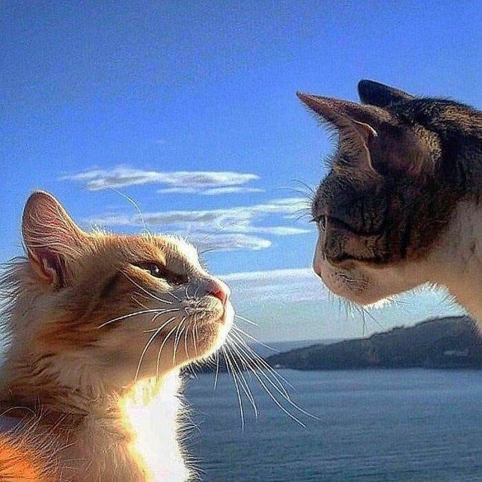 30 Heartwarming Snapshots: A Woman Chronicles Her Cats' Lives