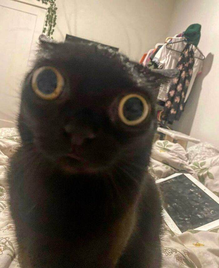 30 Incredibly Adorable Cat Memes To Kickstart Your Month