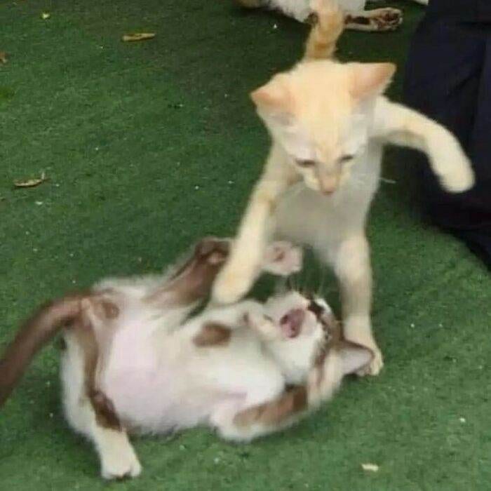 30 Absolutely Adorable Kittens