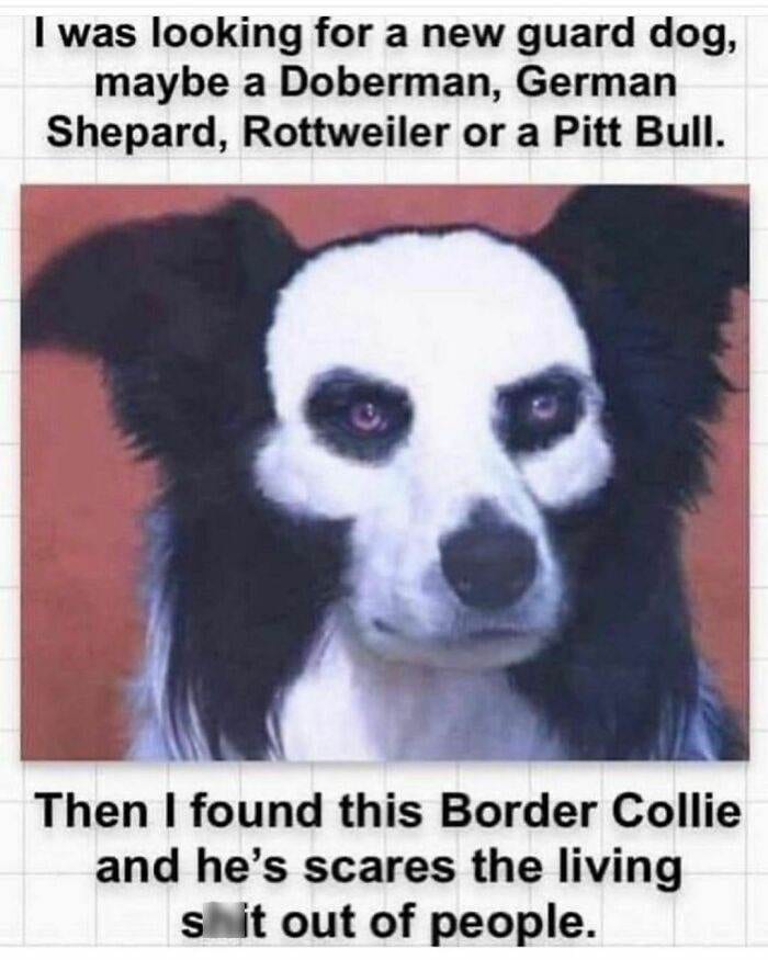 30 Instances When Animals Became The Ideal Meme Template