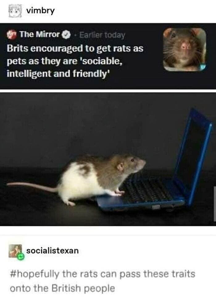 Funny British Humor Memes 20 65F072Df7D09A Png 700