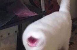 Funny Cats Without Context Pics 15 65Ef0286Ed00D 700