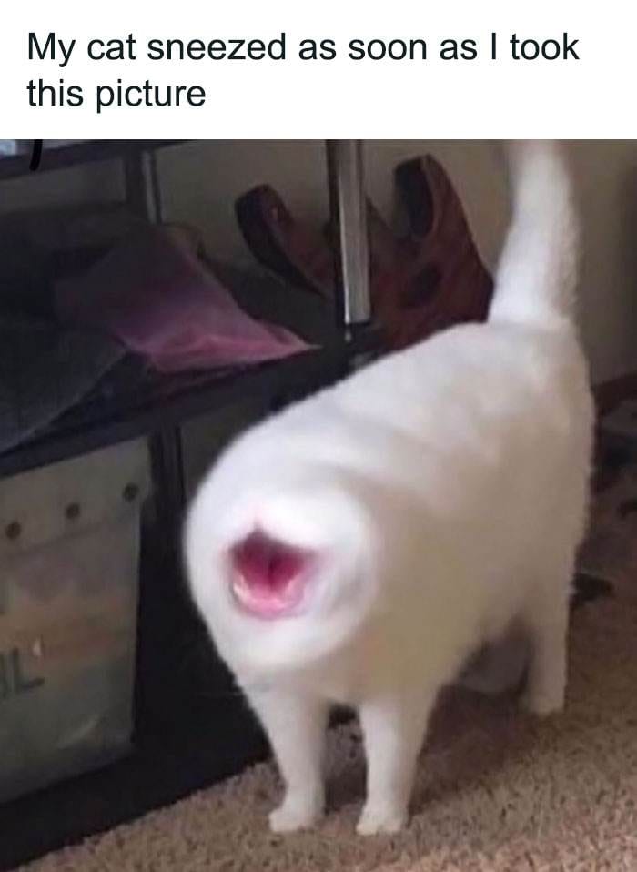 Funny Cats Without Context Pics 15 65Ef0286Ed00D 700
