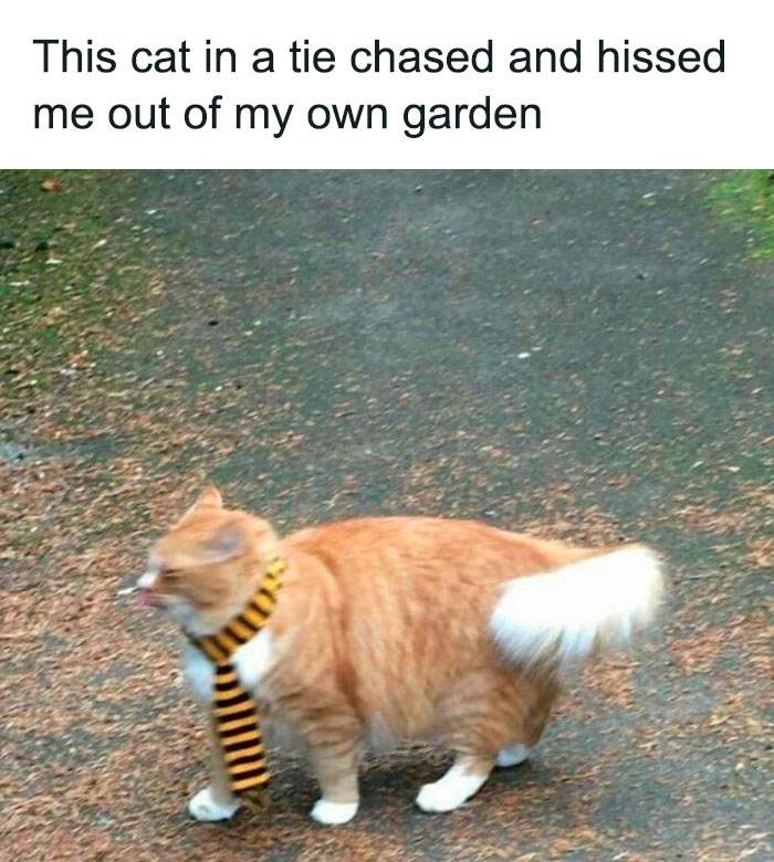 Funny Cats Without Context Pics 16 65Ef03760Df88 700