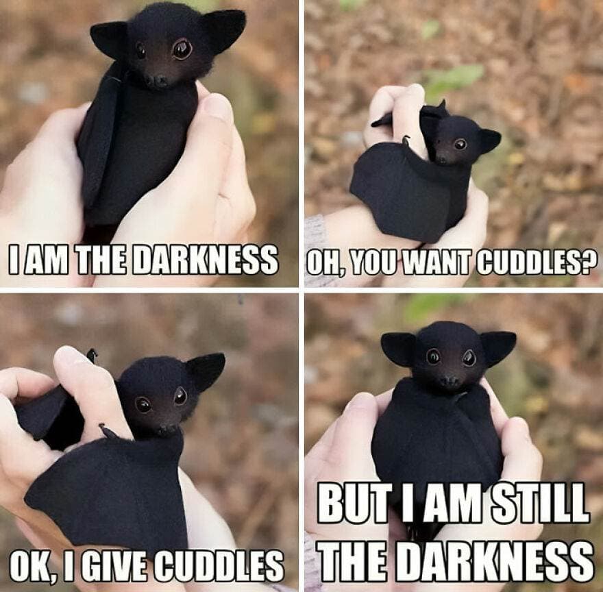 Funny Hilarious Animal Memes 14 65E9C4A39E559 880