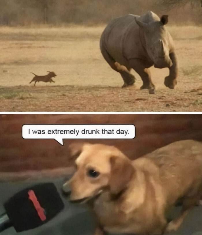 30 Instances When Animals Became The Ideal Meme Template