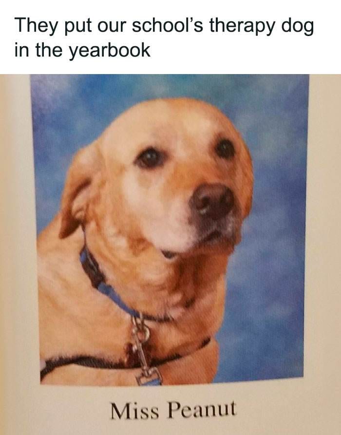 Funny Relatable Animal Memes 15 65E713919Fc6D 700