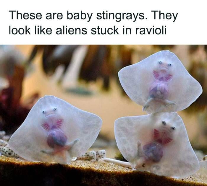 Funny Relatable Animal Memes 26 65E72A199122A 700