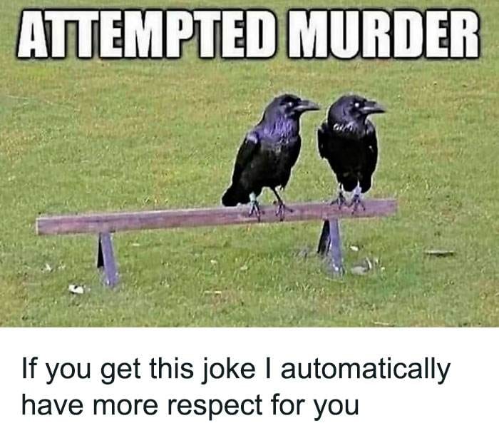 Funny Relatable Animal Memes 30 65E970A13Adf2 700