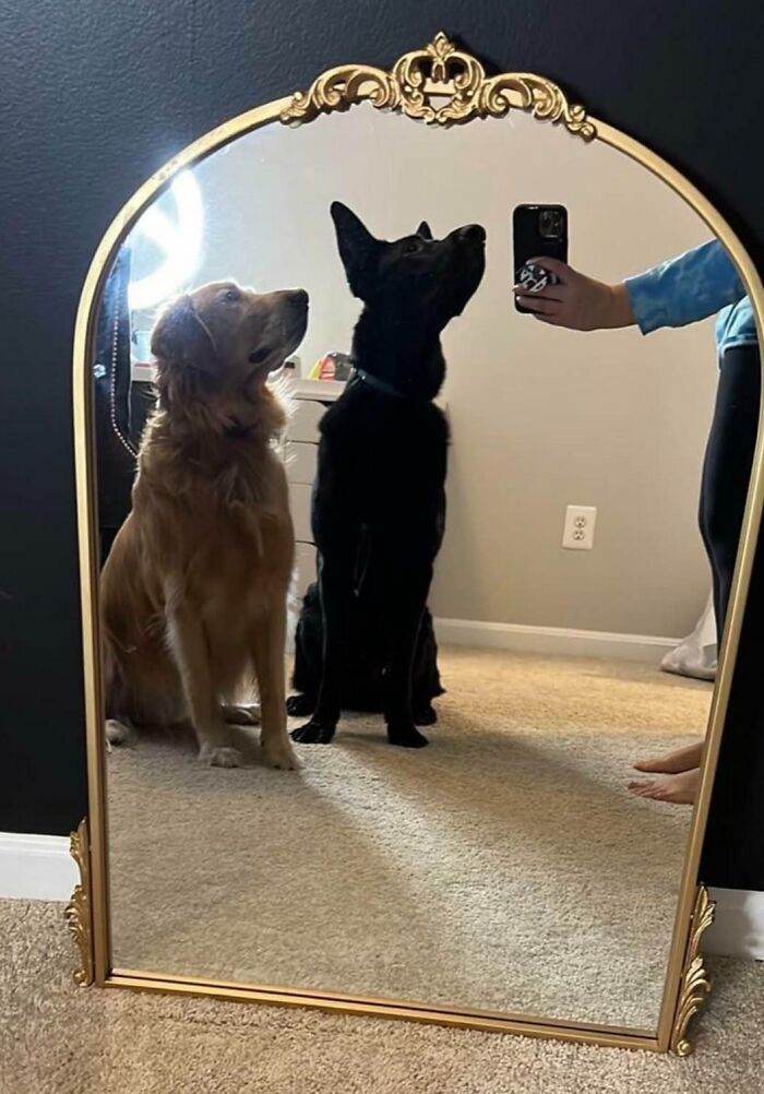6613F05527Bf8 Funny Pics People Selling Mirrors