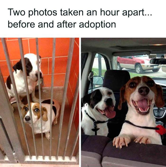 Funny Doggo Memes 26 660C165F82C11 Png 700