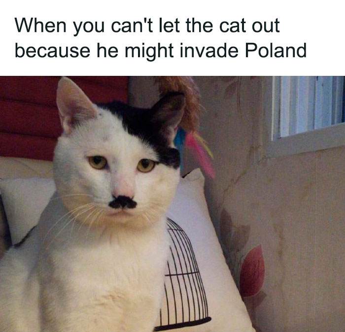 Funny Doggo Memes 38 660C1E3A25C13 700