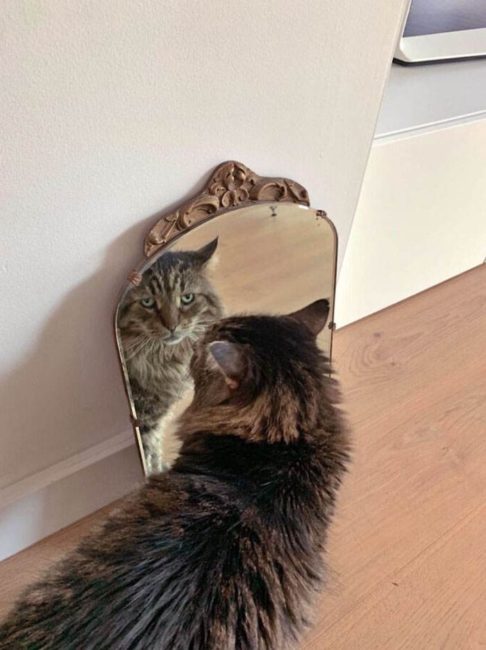 Funny Pics People Selling Mirrors 10 6613F2C86F632 700