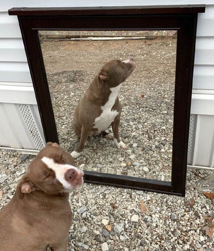 Funny Pics People Selling Mirrors 18 660E486E8Ee8D 700