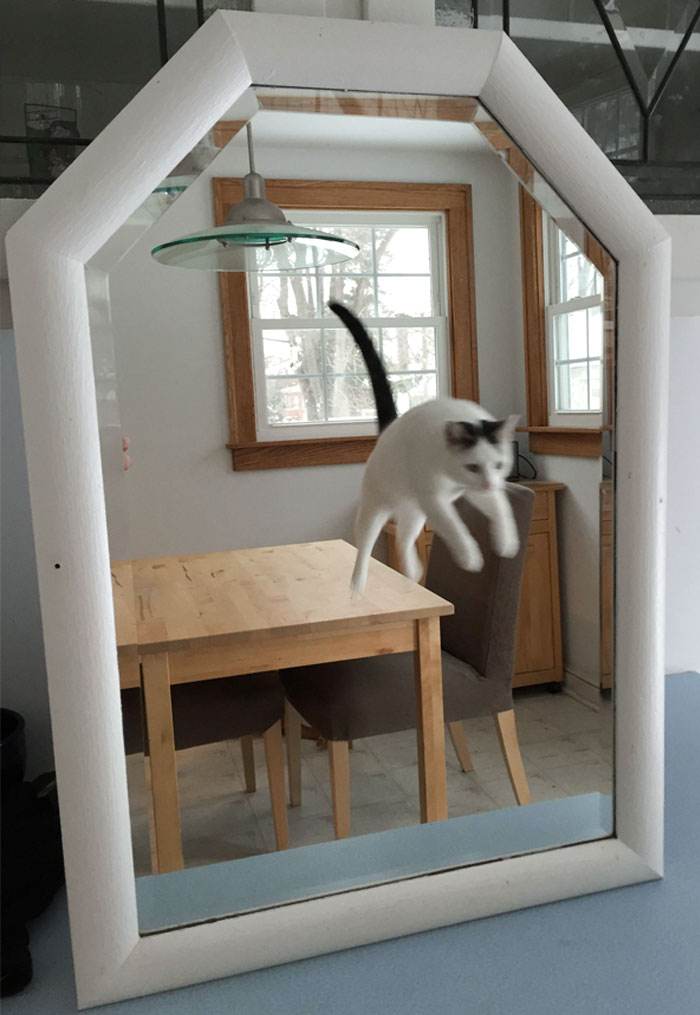 Funny Pics People Selling Mirrors 24 660E4F2F4224C 700