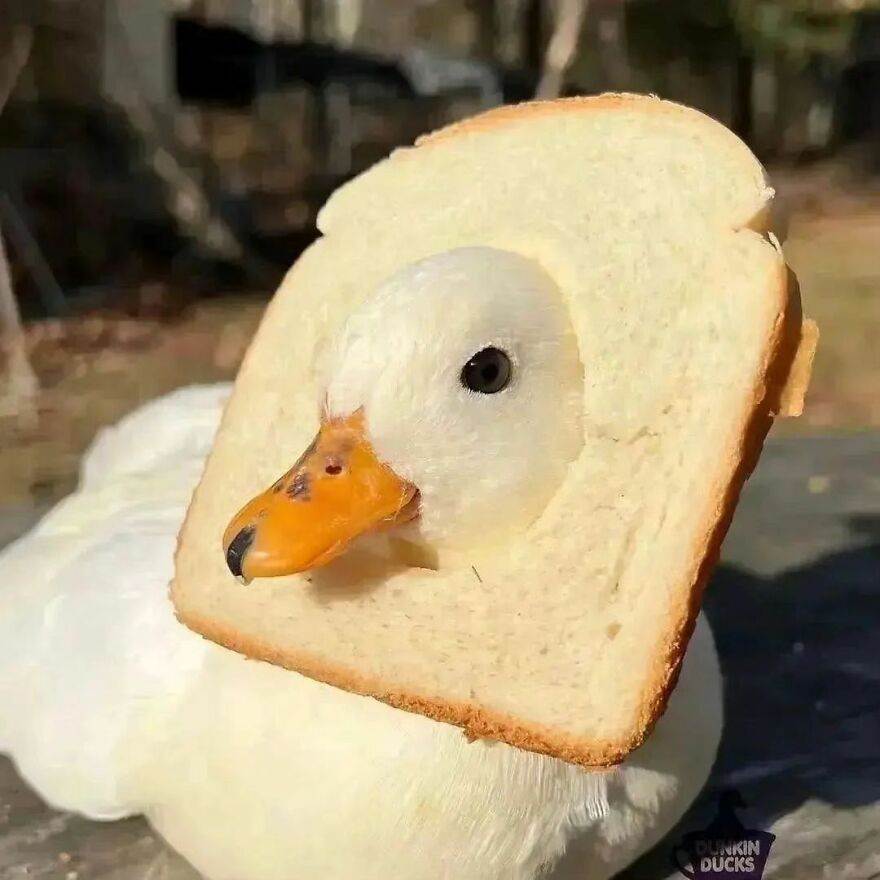 418864388 917549726555410 2358474906837487754 N 663E3185Bcb12 880