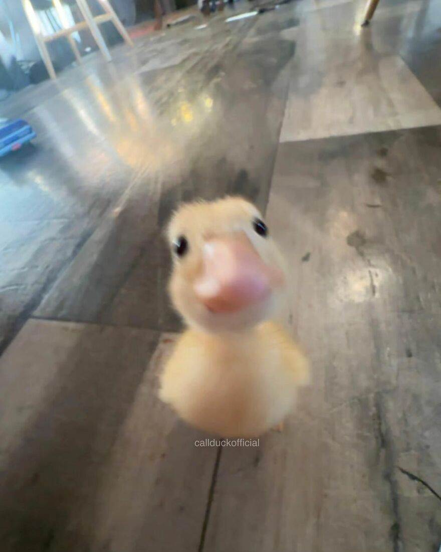 30 Adorable Duck Photos