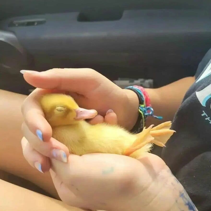 30 Adorable Duck Photos