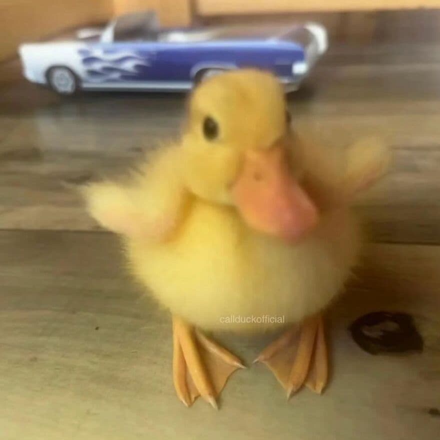 441183147 1452820742012616 8478517453458675359 N 663E2A45711D5 880