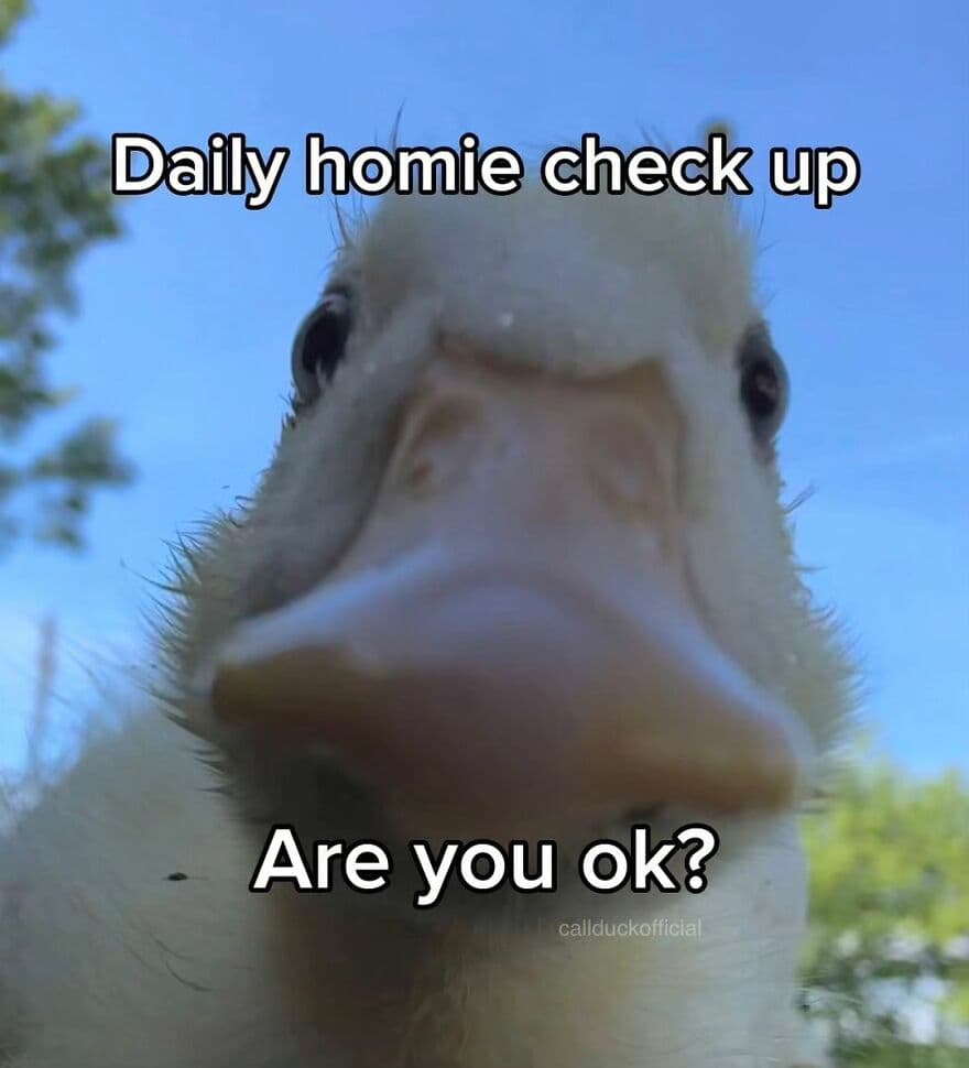 30 Adorable Duck Photos