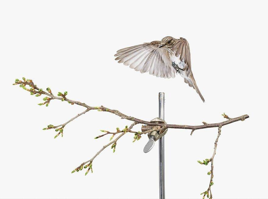 30 Stunning Studio Photographs Of Birds