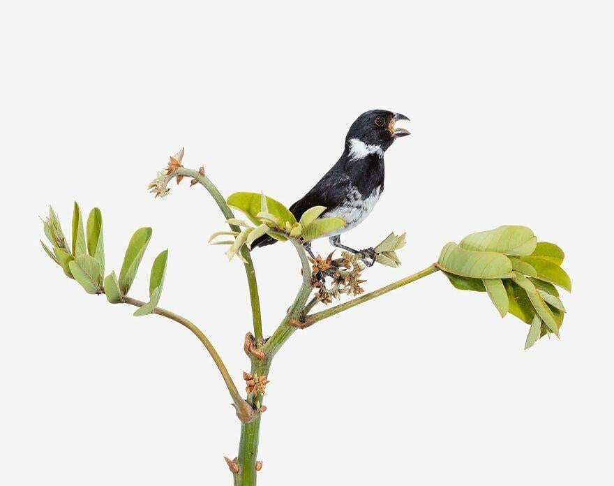 30 Stunning Studio Photographs Of Birds