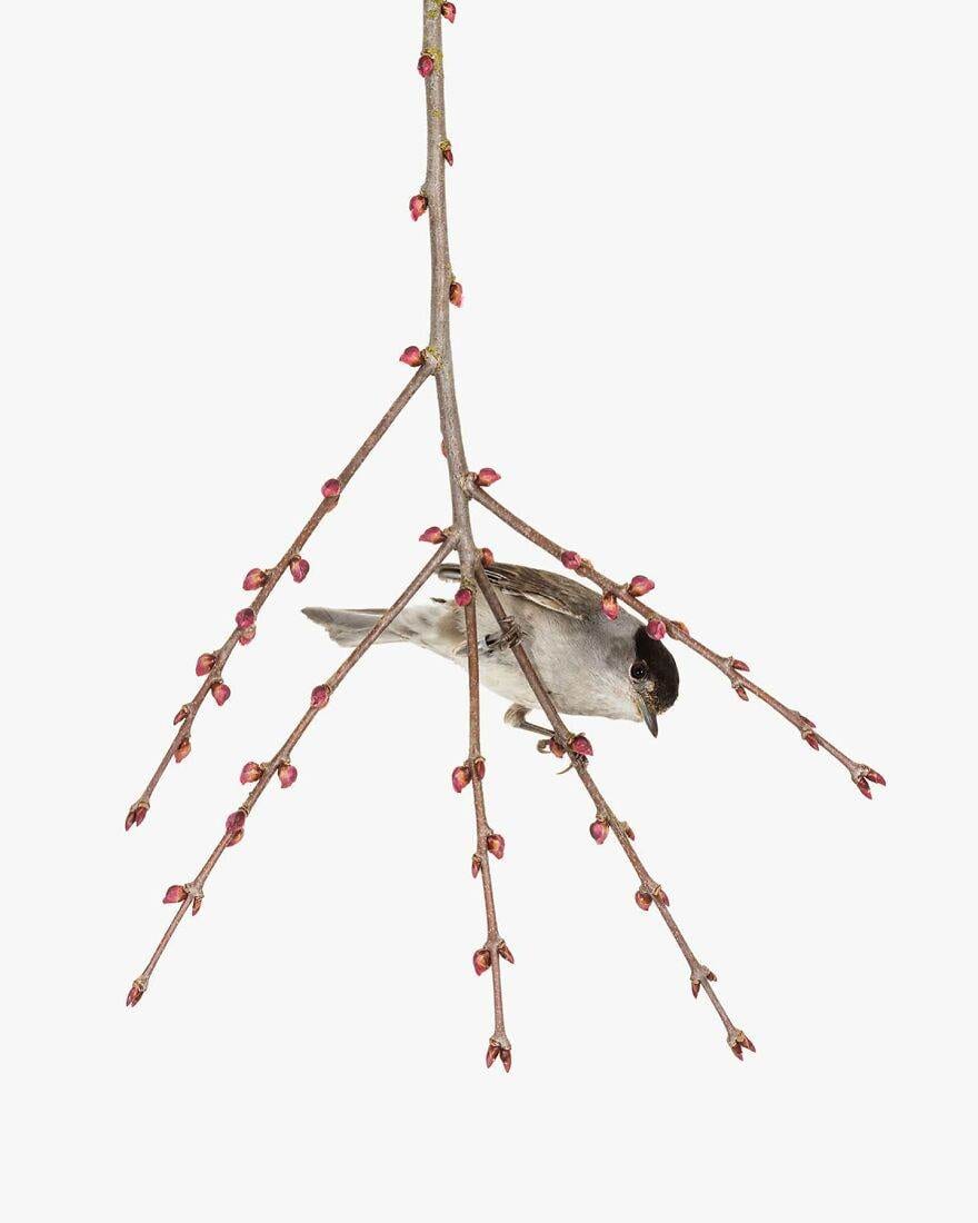 30 Stunning Studio Photographs Of Birds