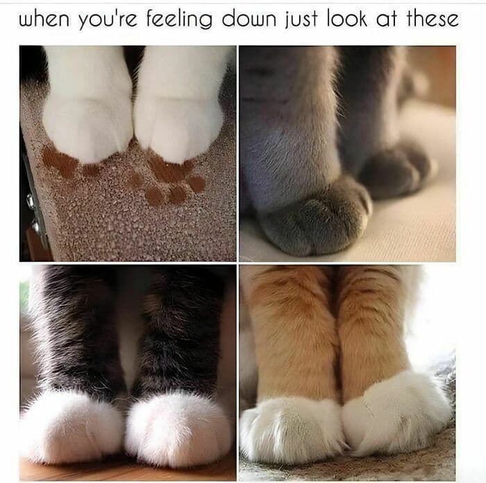30 Hilarious Cat Memes To Brighten Your Day