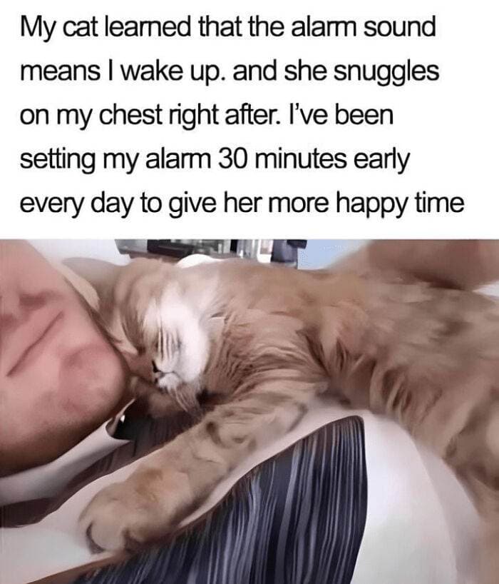 Cat Memes Catsflix 152 6659C394E35Bb Png 700