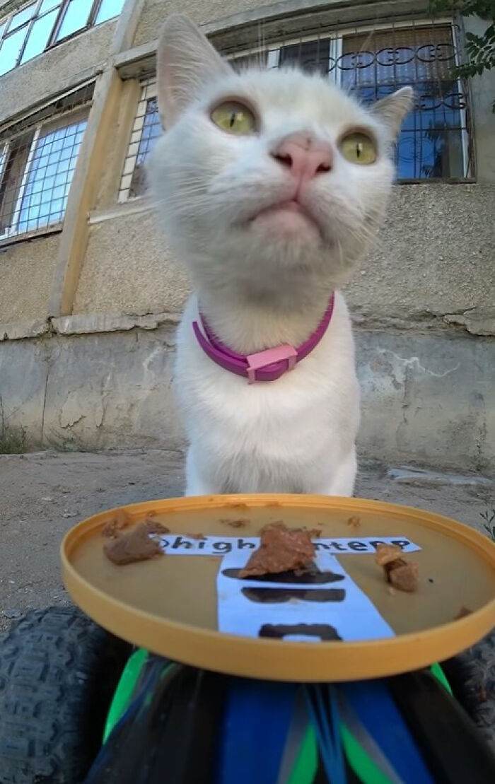 A Man Uses A Drone To Look For Stray Cats And Feed Them 40 Pics 1 Video 6690Ee1A06388 700