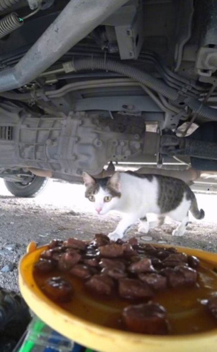 A Man Uses A Drone To Look For Stray Cats And Feed Them 40 Pics 1 Video 6690Ee1E3Cfad 700