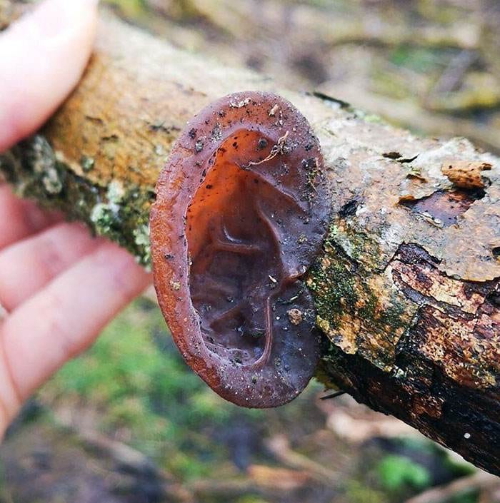 Interesting Pareidolia Pics 11 668D22Ddd0E9A 700
