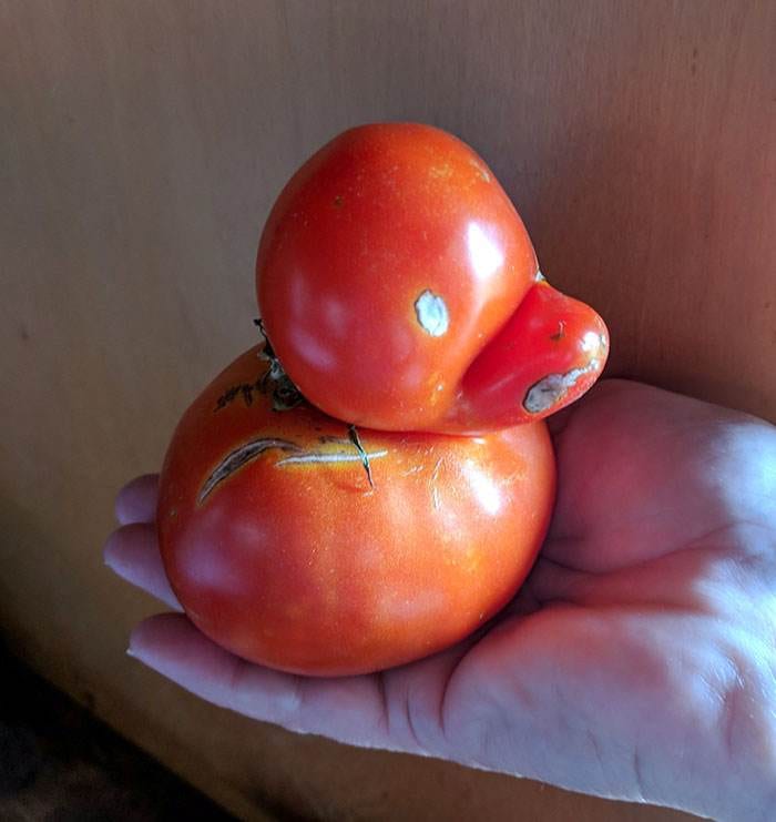 Interesting Pareidolia Pics 17 668D266De755D 700