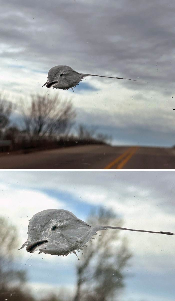 Interesting Pareidolia Pics 3 668533Bf04Fd2 700