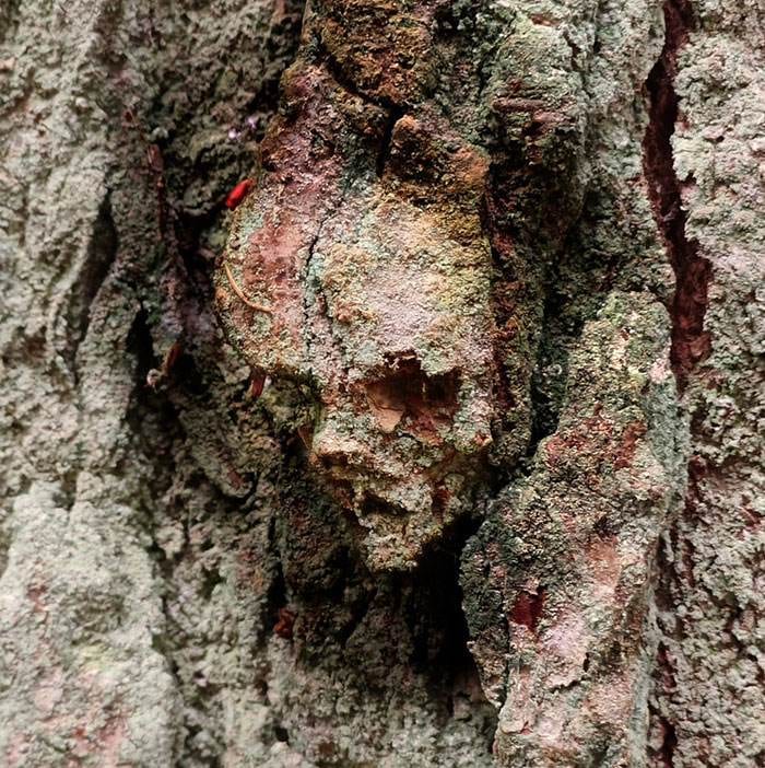 Interesting Pareidolia Pics 3 668D23E428184 700