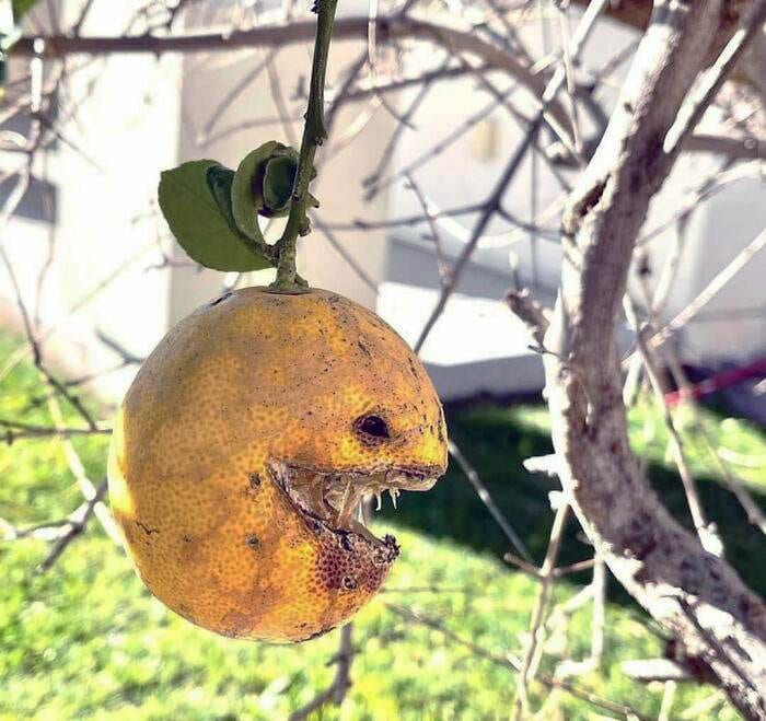 Interesting Pareidolia Pics 6 6685354628Dd1 700