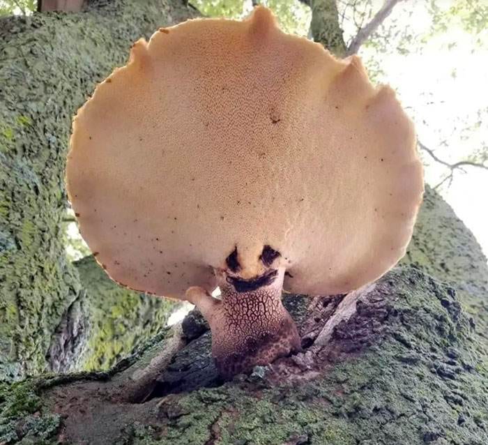 30 Hilarious Examples Of Pareidolia That Show Our Brains Can Imagine Anything