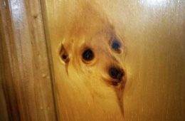Interesting Pareidolia Pics 79 668D27D1E3906 700