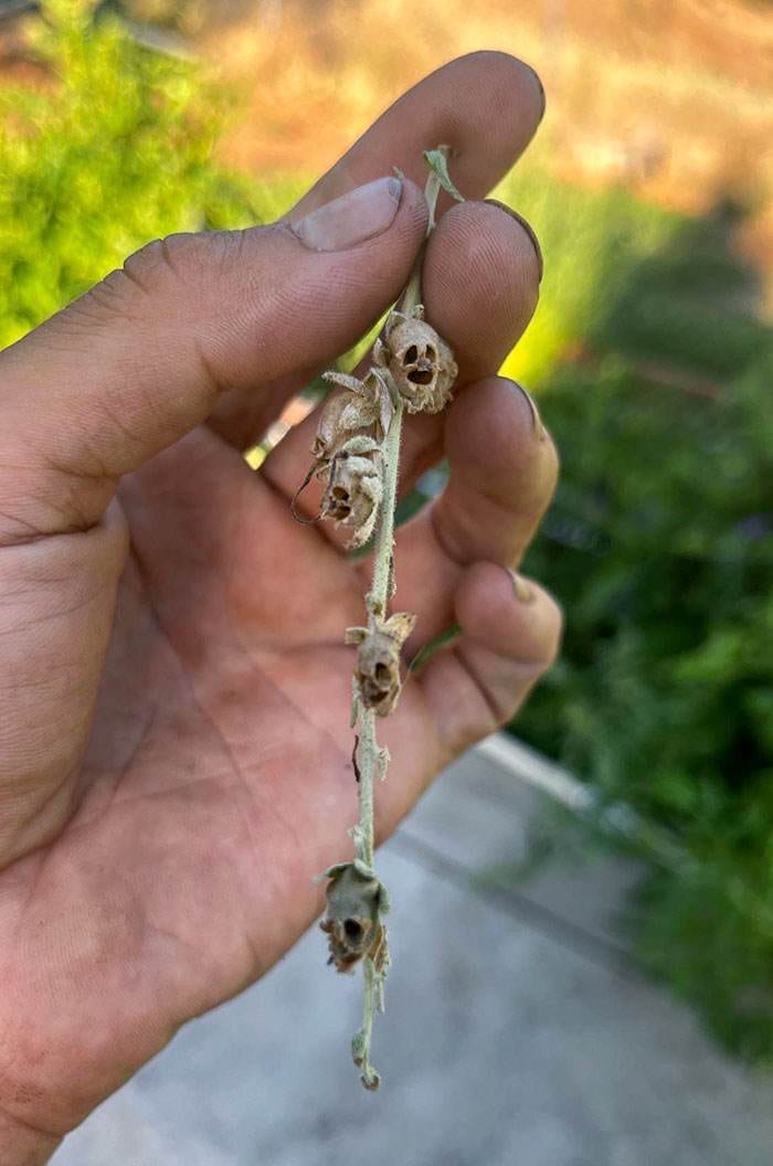Interesting Pareidolia Pics 9 668D2780A98Db 700