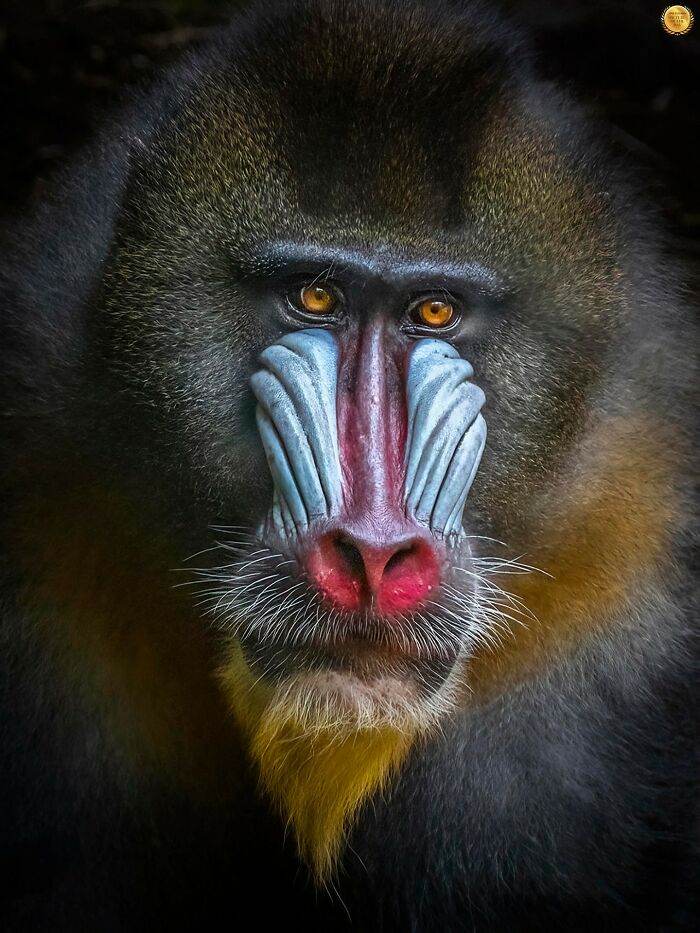 30 Stunning Wildlife Photos Captured By Photographers Worldwide