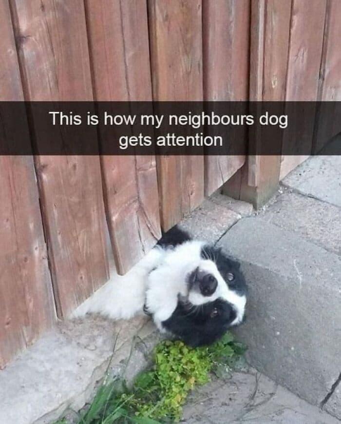 66B62B49176B3 Funny Animal Feed Memes