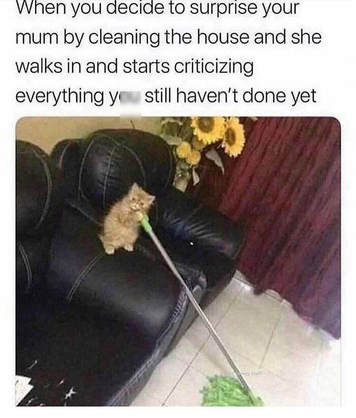66B9A63008C57 Funny Animal Feed Memes