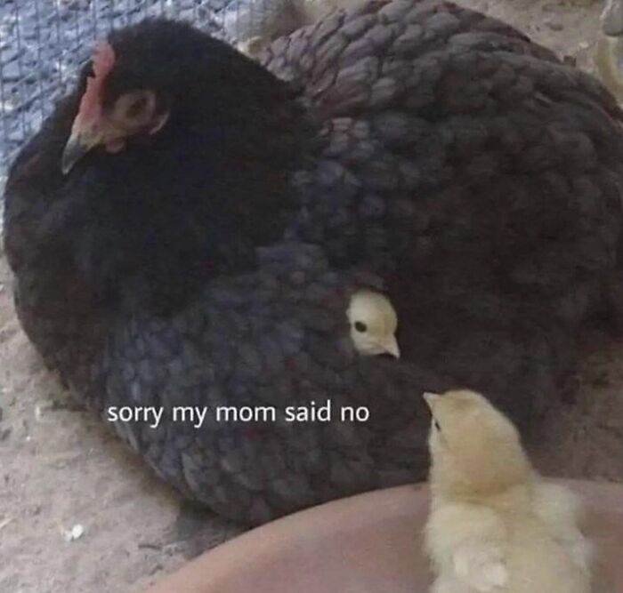 66B9A690De748 Funny Animal Feed Memes