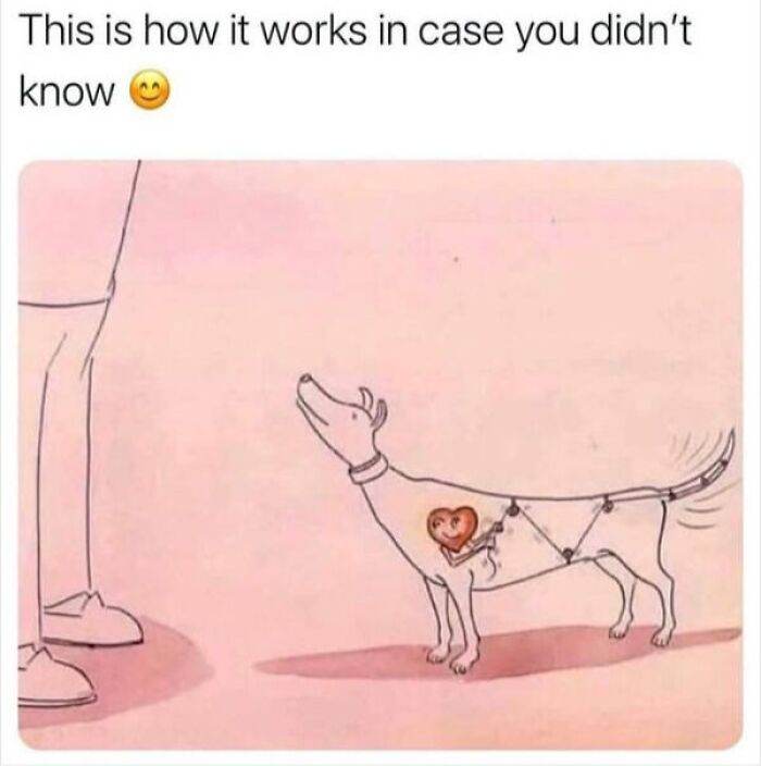 66B9A6Bcb0442 Funny Animal Feed Memes