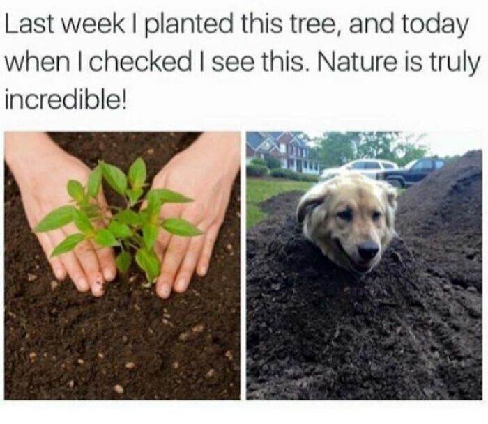 66B9A6C7A8650 Funny Animal Feed Memes